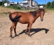 Vds-poulain-O-frere-uterin-de-Gaz-d-occagnes--Up-the-green--Just-the-green-ect-0