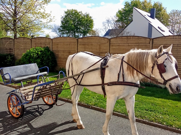 echange-poney-attele-contre-O
