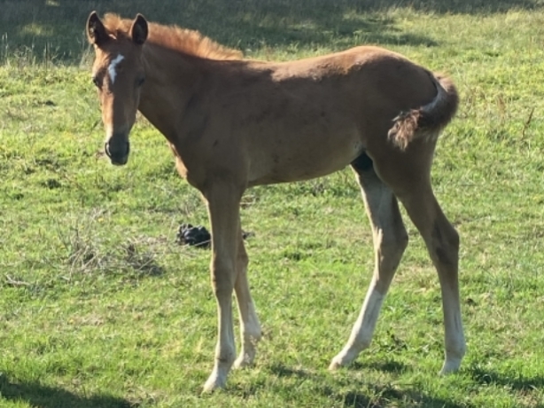 A-reserver-foal-male-par-gala-tejy