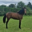 VENTES-DE-CAEN-YEARLING-N°-87-BOX-116-0