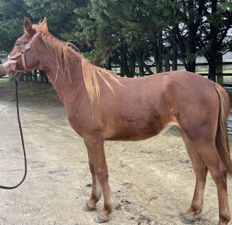 A-louer-NOROISE--2-ans