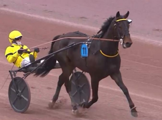 Vente-part-Lucky-Wind-cheval-d-exception-0