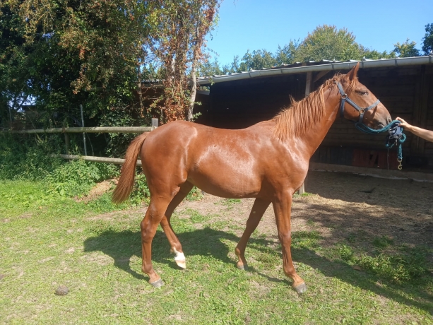 a-vendre-pouliche-----
