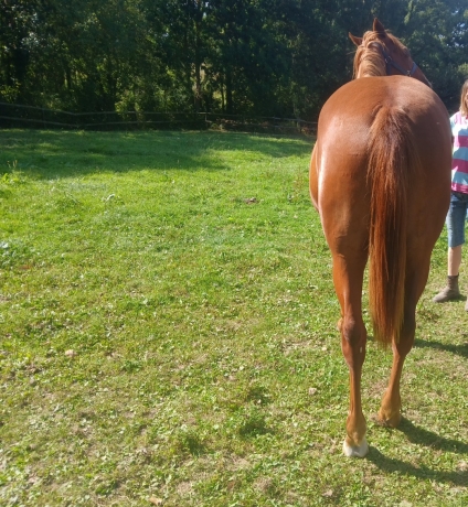 a-vendre-pouliche-----