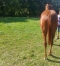 a-vendre-pouliche-----