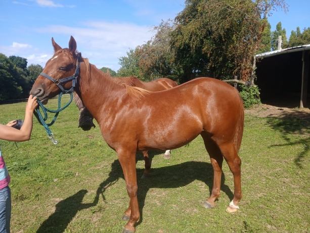 a-vendre-pouliche-----