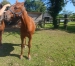 a-vendre-pouliche-----