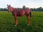 Vente-new-girl-d-ourville-0