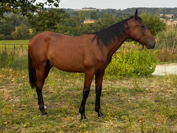 Poulain-male-2
