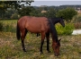 Poulain-male-1