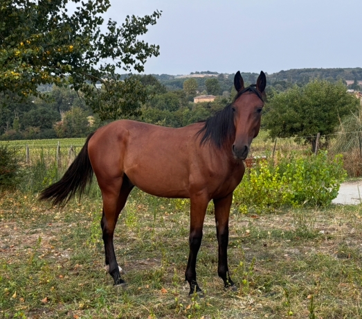Poulain-male-0
