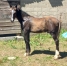 Foal-a-reserver-au-sevrage-0