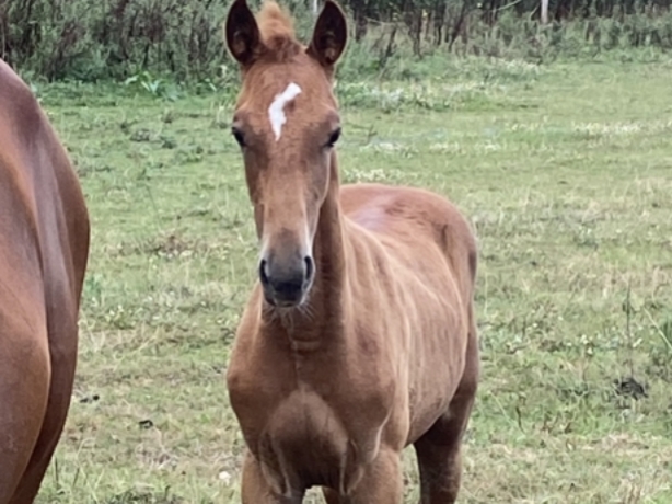 A-reserver-foal-male-de-gala-tejy