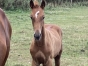 A-reserver-foal-male-de-gala-tejy-0