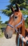 Vends-Miss-des-Vallees-4480€-de-gain-0