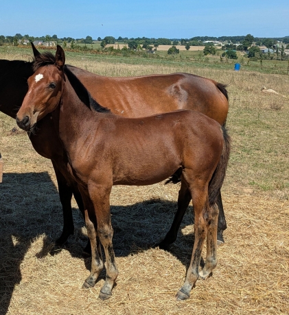 Poulain-par-Howdy-Partner--Tous-les-freres-et-soeurs-de-sa-mere-qualifies