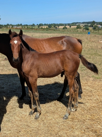 Poulain-par-Howdy-Partner--Tous-les-freres-et-soeurs-de-sa-mere-qualifies-2
