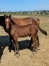 Poulain-par-Howdy-Partner--Tous-les-freres-et-soeurs-de-sa-mere-qualifies-2