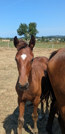Poulain-par-Howdy-Partner--Tous-les-freres-et-soeurs-de-sa-mere-qualifies-1