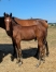 Poulain-par-Howdy-Partner--Tous-les-freres-et-soeurs-de-sa-mere-qualifies-0