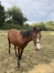 Orti-des-brosses-0
