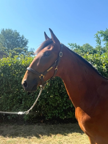 Cede-plusieurs-yearlings-biens-nes