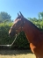 Cede-plusieurs-yearlings-biens-nes-0