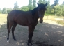 RECHERCHE-CHEVAUX-EN-LOCATION-ou-a-reessayer-pour-l-2