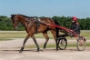 RECHERCHE-CHEVAUX-EN-LOCATION-ou-a-reessayer-pour-l-1