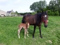 RECHERCHE-CHEVAUX-EN-LOCATION-ou-a-reessayer-pour-l-0