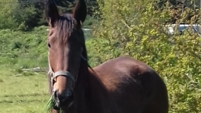RECHERCHE-CHEVAUX-EN-LOCATION-ou-a-reessayer-pour-l