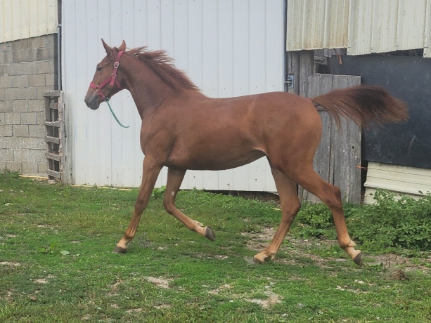 Ondine-des-ecus