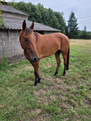 Vends-pouliniere-LYRA-DU-GRANIT-1-18M-2100-€-de-gains-(Goetmals-Wood--Lambada-Jet-par-Coktail-Jet)-0