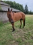 Vends-pouliniere-LYRA-DU-GRANIT-1-18M-2100-€-de-gains-(Goetmals-Wood--Lambada-Jet-par-Coktail-Jet)-0