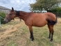 Vends-pouliniere-GAYA-VICI-(Timoko--Utope-Vici-par-Goetmals-Wood)-2