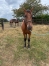 Vends-pouliniere-GAYA-VICI-(Timoko--Utope-Vici-par-Goetmals-Wood)-1