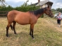 Vends-pouliniere-GAYA-VICI-(Timoko--Utope-Vici-par-Goetmals-Wood)-0