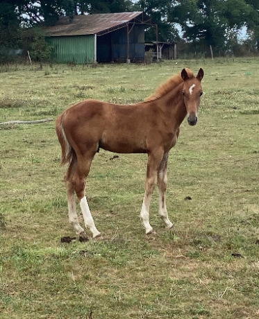 A-reserver-foal-male-par-gala-tejy