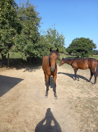 male-ALTO-de-VIETTE-2