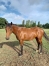 male-ALTO-de-VIETTE-1