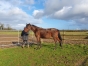 Vends-pouliniere-BELLE-DU-GRANIT-(Cygnus-d-Odyssee-L-Etoile-du-Granit)-0