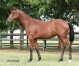 Vends-ODYSSEE-ZEN-(Charly-du-Noyer-California-Zen-par-Sam-Bourbon)-1