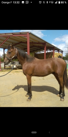 Vends-yearling-ON-THE-WAY-CHARLY-(Jakarta-des-Pres-Havane-du-Passage-par-Real-de-Lou)-1