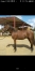 Vends-yearling-ON-THE-WAY-CHARLY-(Jakarta-des-Pres-Havane-du-Passage-par-Real-de-Lou)-1