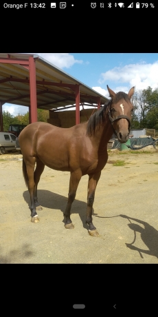 Vends-yearling-ON-THE-WAY-CHARLY-(Jakarta-des-Pres-Havane-du-Passage-par-Real-de-Lou)-0