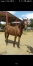 Vends-yearling-ON-THE-WAY-CHARLY-(Jakarta-des-Pres-Havane-du-Passage-par-Real-de-Lou)-0