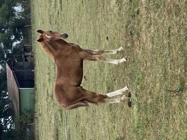 A-reserver-foal-male-par-gala-tejy