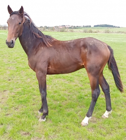 Yearling-par-DJANGO-RIFF