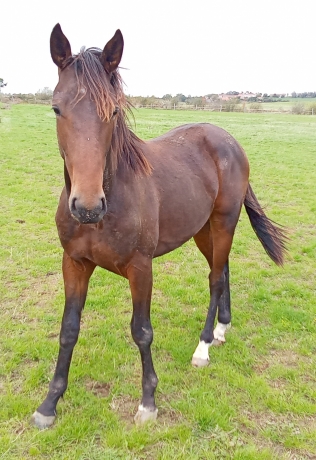 Yearling-par-DJANGO-RIFF-0