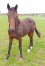 Yearling-par-DJANGO-RIFF-0